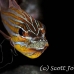 cardinalfish_wassinki_bhr_tam_h_0821_bal6826.jpg